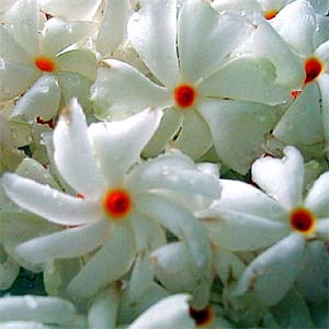 Nyctanthes. arbor tristis,Night-flowering Jasmine, The tree of Sorrow.