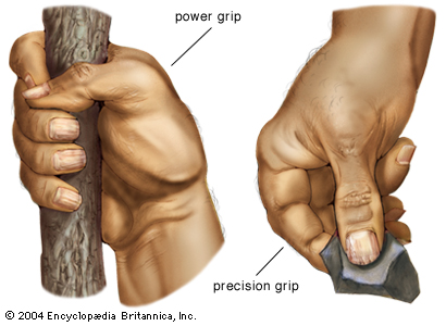 SPIRITUALITY SCIENCE - THE STATUS OF MAN IN NATURE: Human Hand has Grasping ability and it provides two kinds of Grip; 1. The Power Grip, and 2. The Precision Grip.