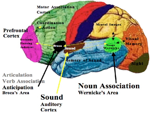 SPIRITUALITY SCIENCE - THE STATUS OF MAN: THE EVIDENCE OF PRECISION GRIP CANNOT PROVIDE CONCLUSIVE EVIDENCE OF THE PURELY HUMAN ABILITY CALLED WRITING. THE CRO-MAGNON MAN HAD APPARENTLY NOT DEVELOPED THE SPECIAL AREAS OF THE BRAIN THAT ARE IMPORTANT FOR HUMAN SPEECH AND WRITING. THE CHIEF AMONG THE BRAIN AREAS OF SPEECH IS BROCA'S AREA - BRAIN'S SPEECH CENTER.