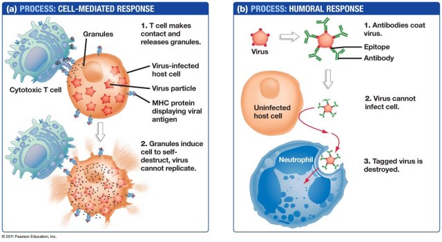 TAT ASMI PRABHU - FIFTH MAHAVAKYA - DEFENDING HUMAN EXISTENCE. INTERACTION OF CELLS AND UNIQUE PROTEIN MOLECULES OF IMMUNE SYSTEM DEFINES MAN'S IDENTITY ON MOLECULAR BASIS.