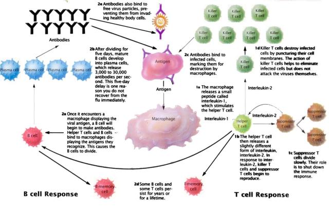 TAT ASMI PRABHU - FIFTH MAHAVAKYA - DEFENDING HUMAN EXISTENCE. ORGANS, CELLS, AND PROTEIN MOLECULES OF IMMUNE SYSTEM REPRESENT A CREATIVE MECHANISM TO OPPOSE, NEUTRALIZE, AND DESTROY FOREIGN INVADERS.