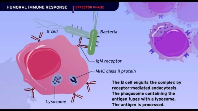 TAT ASMI PRABHU - FIFTH MAHAVAKYA - DEFENDING HUMAN EXISTENCE. HUMORAL IMMUNITY INVOLVES DEPLOYMENT OF UNIQUE PROTEIN MOLECULES TO COUNTERACT WITH FOREIGN PROTEIN MOLECULES.