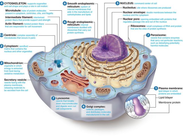Cell Structure and Functions-The Key to Human Nature.