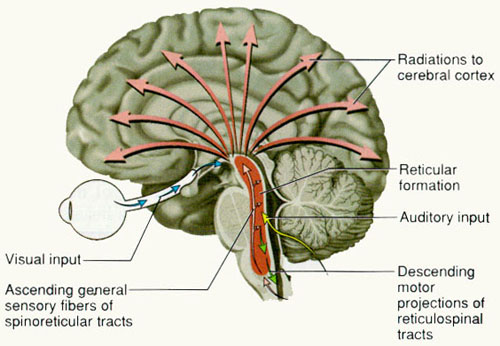 Reticular Formation-The Knowing-Self-Spiritual Being and Self ...
