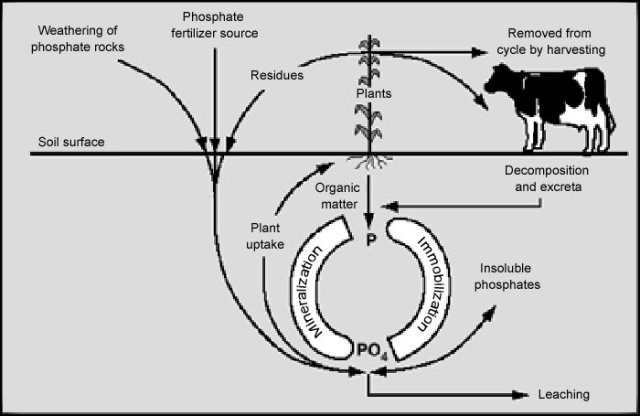 The Phosphorus Cycle-Time and Life Spiritual Interactions