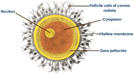Human Ovum Structure and The Quantum Theory of Consciousness.