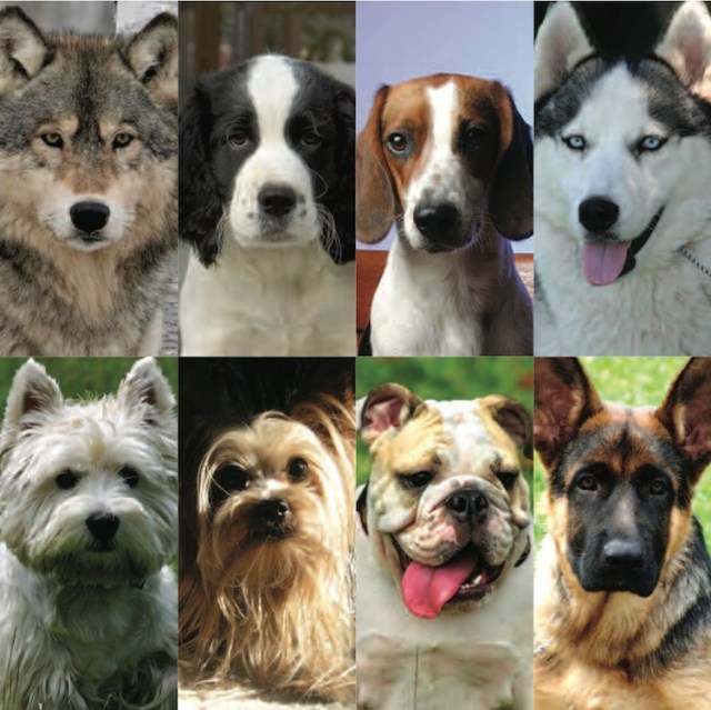 SPIRITUALISM - THE STORY ABOUT WOLF TO DOG EVOLUTION MUST BE BASED UPON CURRENT UNDERSTANDING OF THE PROBLEMS OF FOOD ALLERGENS, FOOD SENSITIVITY, AND FOOD INTOLERANCE.