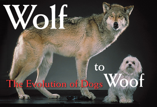 SPIRITUALISM - WOLF TO DOG EVOLUTION: The problem with the Theory of Evolution is its speculative nature. We have to establish valid, scientific principles that establish the existence of living things in Nature.