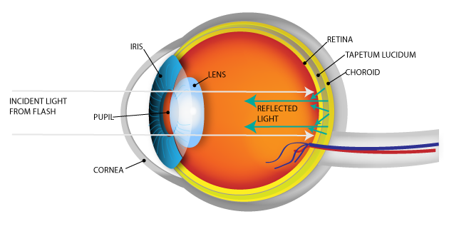 WholeDude-Whole Designer: From a human perspective, the sensory organ called Eye is very important for Color Perception, but perception also involves a psychological function as humans attach feelings, moods, and thoughts to the colors that they perceive. The object of perception, like the colors of flowers do not know the mind of its perceiver.
