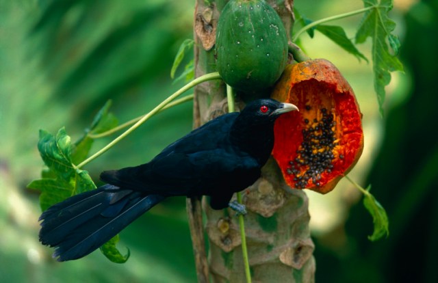 WholeDude-WholeTweet: The Cuckoo of India called "KOEL", Eudynamys scolopacea symbolizes the thoughts that I "Tweet."