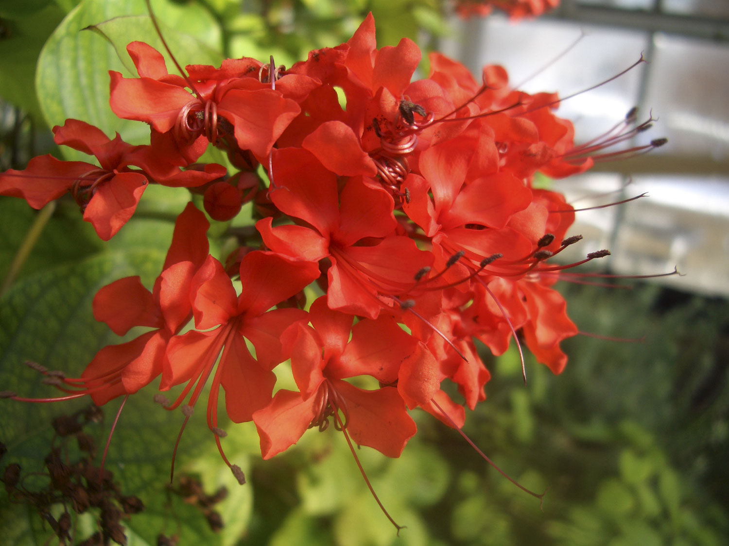 WholeDude-WholeDesigner: Flaming, or Scarlet Glory-bower, Clerodendrum spendens. Red-Orange flowers among heart-shaped leaves.
