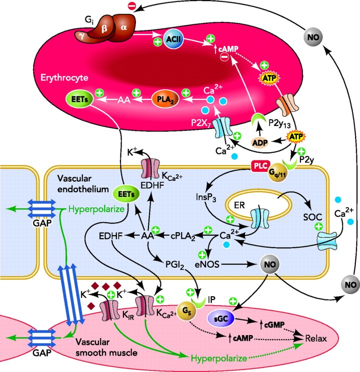WholeDude - Whole Designer - Red Blood Cell: The Red Cells move ...
