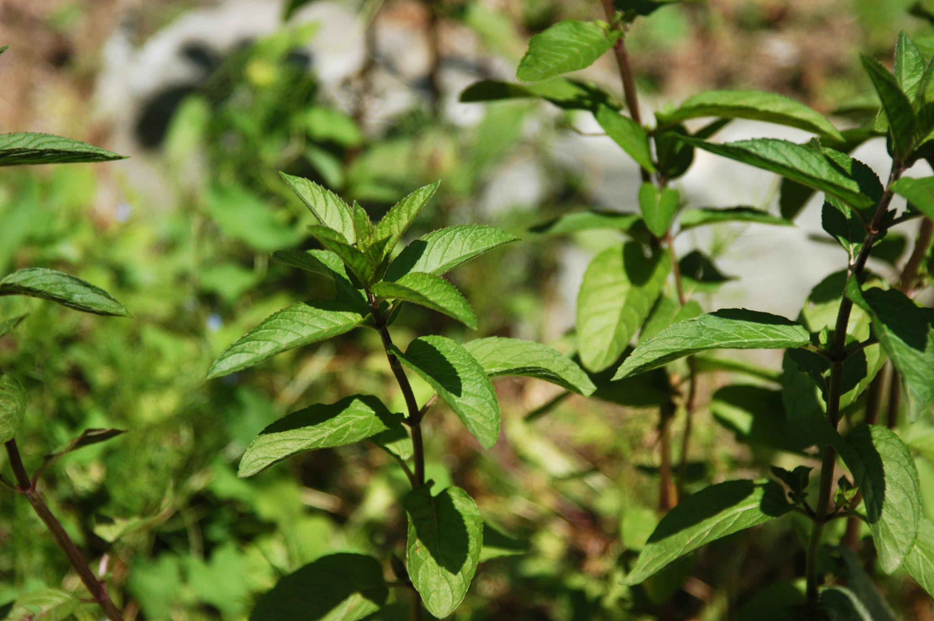 WholeDude - WholeDesigner - WholeMagic: Mentha piperita known for its aromatic, fragrant foliage.