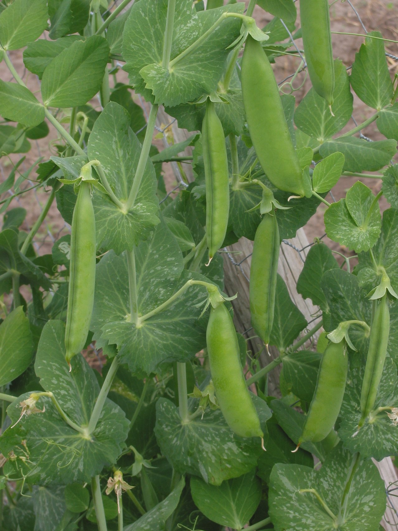 WholeDude - WholeDesigner - WholeMagic: Pisum sativum. The sweetness of fresh, garden peas can be instantly recognized and is cultivated by man for thousands of years.