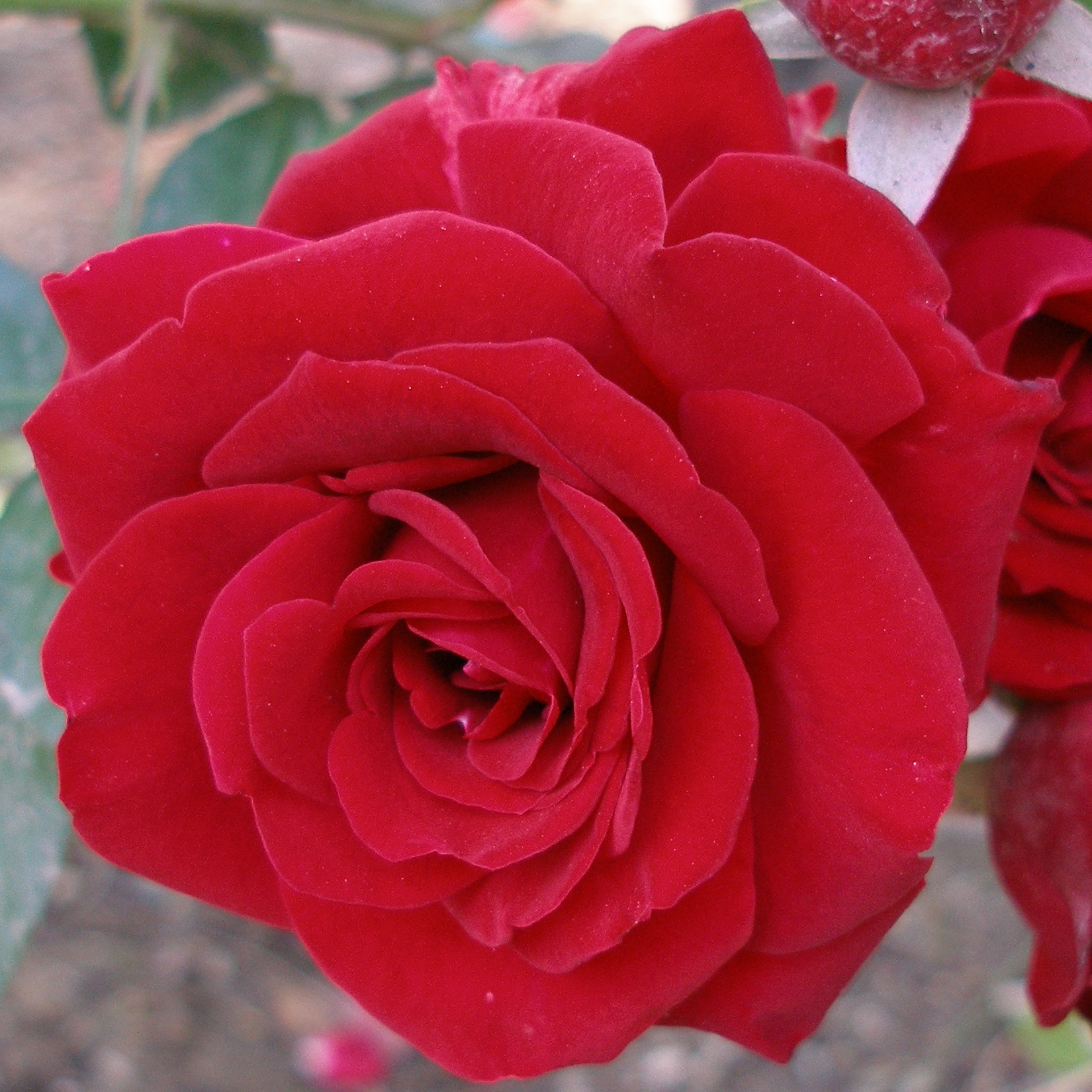 WholeDude - WholeDesigner - WholeMagic: The sweet floral fragrance of Rose is known to man since prehistoric times. It is a favorite flower in many lands.