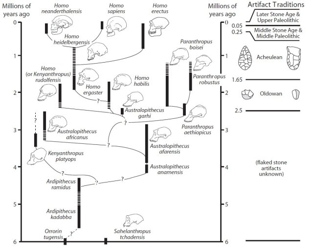 SPIRITUALITY SCIENCE - THE HUMAN SPECIES: THE ORIGIN OF HUMAN SPECIES ...