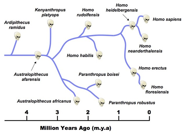 SPIRITUALITY SCIENCE - THE HUMAN SPECIES: DARWIN'S THEORY OF EVOLUTION HAS TO EXPLAIN THE NATURAL BASIS OR MECHANISM OF THE ORIGIN OF THE HUMAN SPECIES.
