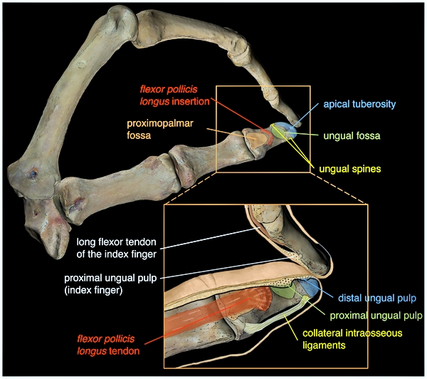 SPIRITUALITY SCIENCE - THE STATUS OF MAN IN NATURE: The Grasping ability of Hand can perform two functions; 1. The Pressure Grip, and 2. The Precision Grip. The image shows the anatomy of the distal phalanx and its relationship with soft structures that are related to refined manipulation of tools or objects held by the Grip.
