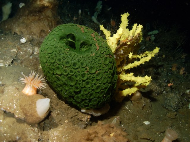 SPIRITUALITY SCIENCE - AGING AND LONGEVITY: ANTARCTIC SPONGE(PHYLUM- PORIFERA) CAN LIVE FOR CENTURIES, THE OLDEST KNOWN LIVING SPONGE COULD BE 1,550-YEARS OLD.