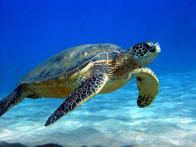 SPIRITUALITY SCIENCE - AGING AND LONGEVITY: SEA TURTLES ARE REPTILES, AMONG THE OLDEST LIVING GROUP OF REPTILES WHICH HAVE NOT CHANGED IN THEIR APPEARANCE FOR NEARLY 200 MILLION YEARS. IF THEY ARE ENDANGERED OR THREATENED, THE PROBLEM IS NOT CONTRIBUTED BY AGING OR NATURAL LONGEVITY.