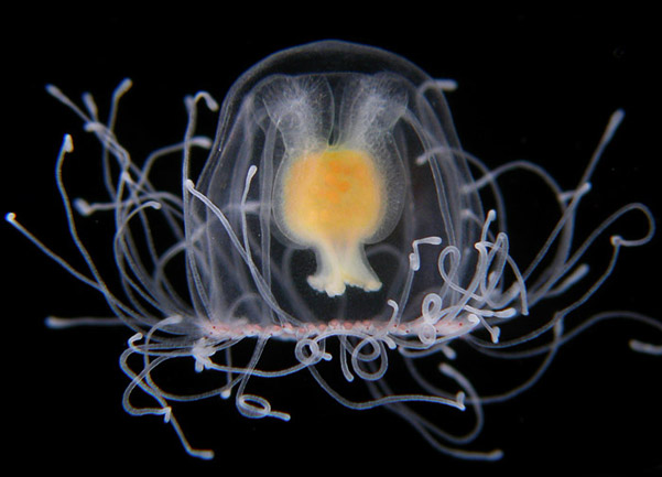 SPIRITUALITY SCIENCE - AGING AND LONGEVITY: THIS UNIQUE SPECIES OF JELLYFISH(PHYLUM-COELENTERATA-CNIDARIA) AN INVERTEBRATE SEA CREATURE WITH STINGING CELLS KNOWN AS TURRITOPIS NUTRICULA USES A CELL DEVELOPMENT PROCESS CALLED TRANSDIFFERENTIATION AND IT CAN REVERT FROM A MATURE ADULT STAGE TO AN IMMATURE POLYP STAGE AND HENCE MAY HAVE NO NATURAL LIMITS TO ITS LIFE-SPAN OR IT BEHAVES LIKE AN IMMORTAL BEING BY REVERSING ITS AGING PROCESS.