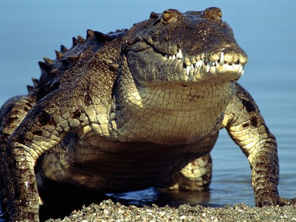 SPIRITUALITY SCIENCE - AGING AND LONGEVITY: CROCODILES ARE LARGE AMPHIBIOUS REPTILES THAT ORIGINATED DURING THE LATE TRIASSIC PERIOD, 200 MILLION YEARS AGO. DURING THE CRETACEOUS PERIOD, ABOUT 120 MILLION YEARS AGO, LARGE CROCODILES(40 FEET OR MORE) THAT EXISTED MAY HAVE PREYED ON DINOSAURS.