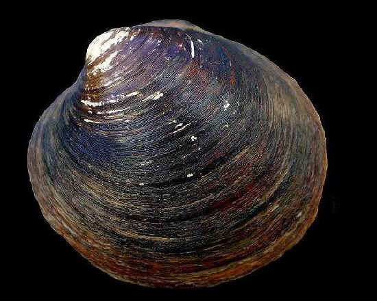 SPIRITUALITY SCIENCE - AGING AND LONGEVITY:  OCEAN QUAHOG(PHYLUM-MOLLUSKA) ARCTICA ISLANDICA, SALTWATER CLAM CAN LIVE FOR CENTURIES, ESTIMATED AGE 400 YEARS.