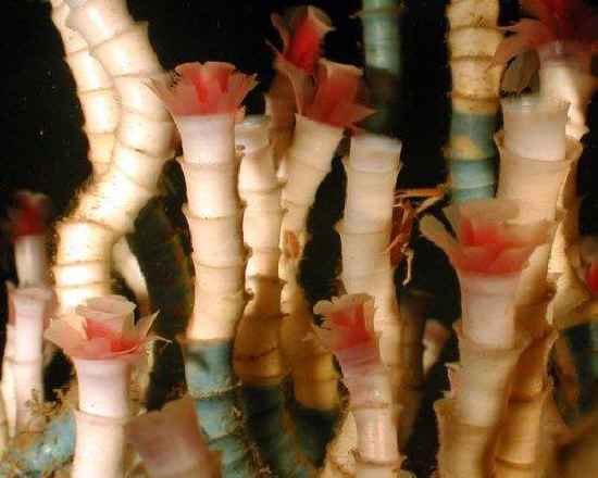 SPIRITUALITY SCIENCE - AGING AND LONGEVITY: TUBE WORMS(PHYLUM-ANNELIDA) SUCH AS LAMELLIBRACHIA LUYMESI LIVE ON THE FLOOR OF ATLANTIC OCEAN NEAR HYDROCARBON VENTS. THEY TAKE 170-250 YEARS TO GROW.