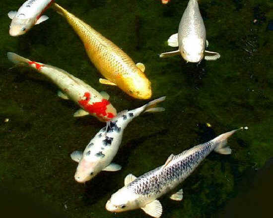 SPIRITUALITY SCIENCE - AGING AND LONGEVITY: "KOI" ARE ORNAMENTAL, DOMESTICATED VARIETY OF THE COMMON CARP, CYPRINUS CARPIO. THESE FISH HAVE RECORDED LIVES OF 150 TO 226 YEARS.