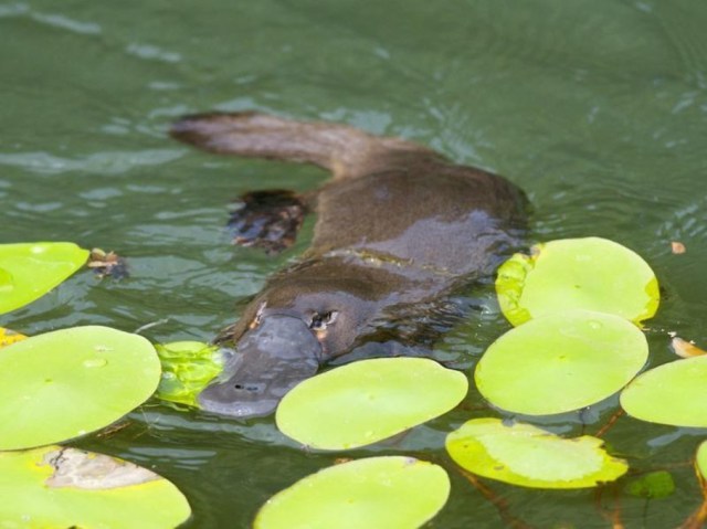 SPIRITUALITY SCIENCE - AGING AND LONGEVITY: DUCK-BILLED PLATYPUS, ORNITHORHYNCHUS ANATINUS, A MONOTREME, AN EGG-LAYING MAMMAL OF EASTERN AUSTRALIA AND TASMANIA. IT IS SEMIAQUATIC, HAS A DUCK-BILL SHAPED MUZZLE WITH NO TEETH, FEET ARE WEBBED, NO EARS, AND COVERED WITH DARK-BROWN FUR. COMBINES FEATURES OF A DUCK, BEAVER, AND OTTER. THEY HAVE SURVIVED SINCE AUSTRALIAN PLEISTOCENE, ABOUT 2 MILLION YEARS AGO.