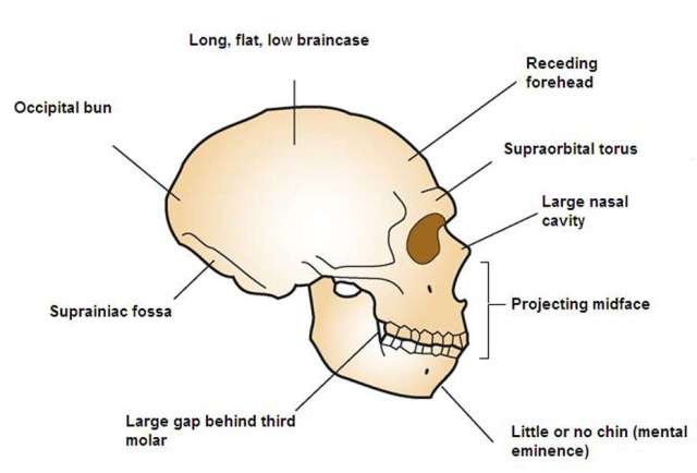 SPIRITUALITY SCIENCE - THE ORIGIN OF HUMAN SPECIES: COMPARING HUMAN SKULL WITH THAT OF NEANDERTHAL SKULL HELPS TO UNDERSTAND THE PROBLEM OF HUMAN EVOLUTION. MODERN HUMANS SHARE SEVERAL FEATURES AND CHARACTERISTICS OF OTHER HOMINID SPECIES BUT THOSE SIMILARITIES MAKE THE ISSUE MORE DIFFICULT TO EXPLAIN.