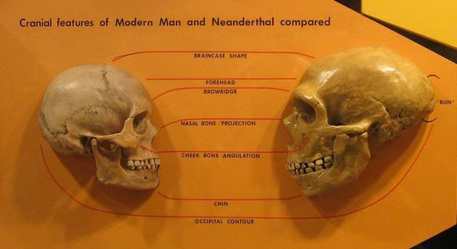 SPIRITUALITY SCIENCE - THE ORIGIN OF HUMAN SPECIES: THERE IS NO NATURAL CAUSE, NATURAL FACTOR, NATURAL CONDITION, OR NATURAL MECHANISM TO ACCOUNT FOR THE VARIATION SEEN WHEN THE NEANDERTHAL SKULL IS COMPARED WITH THE HUMAN SKULL.