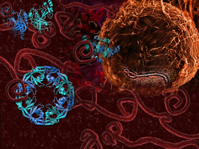 SPIRITUALITY SCIENCE - EBOLA VIRUS - BIOTIC INTERACTIONS: THE EBOLA VIRUS INFECTION IS DEFINED BY THE NATURE OF PROTEIN MOLECULES THAT DEFINE THE VIRUS. EBOLA HAS 7 PROTEIN-ENCODING GENES. THE VP40, A PROTEIN OF EBOLA IS OF PARTICULAR INTEREST FOR IT CAN TRANSFORM INTO THREE DISTINCT SHAPES.