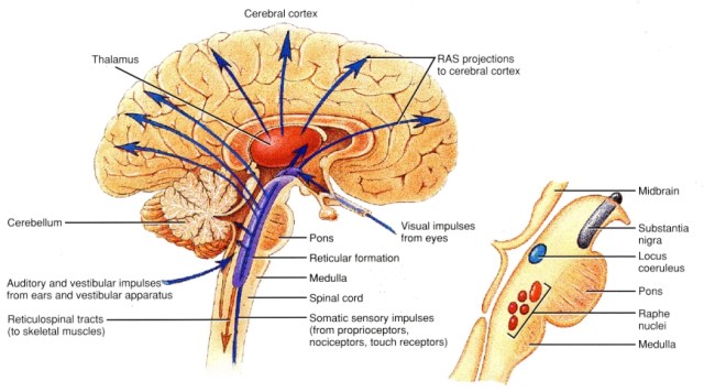 THE ART OF SPIRITUAL LIVING : THE MASTERY OF MIND REQUIRES SOME BASIC UNDERSTANDING OF MENTAL FUNCTIONS AND THE CONVERSION OF MENTAL DESIRES INTO ACTION AND BEHAVIOR.