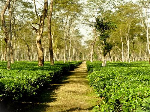 DOOM SAYER OF DOOM DOOMA – BEIJING IS DOOMED :