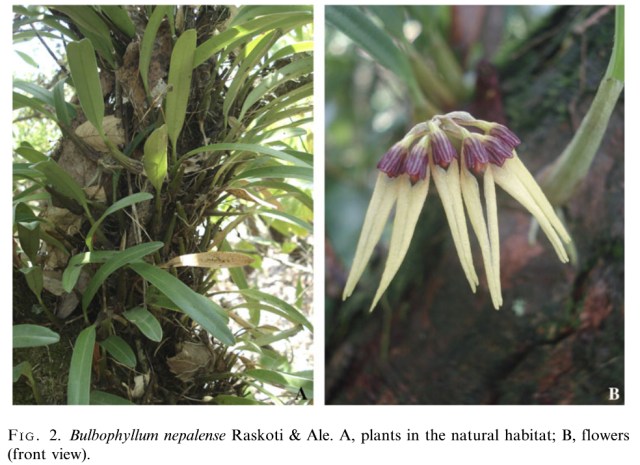 DISCOVERY OF 200 NEW SPECIES - LAW OF BIOGENERATION AND PROPAGATION. BULBOPHYLLUM NEPALENSE. NEW ORCHID SPECIES DISCOVERED IN NEPAL.