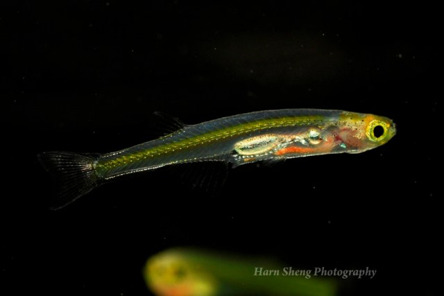 DISCOVERY OF 200 NEW SPECIES - LAW OF BIOGENERATION AND PROPAGATION. DANIONELLA DRACULA.