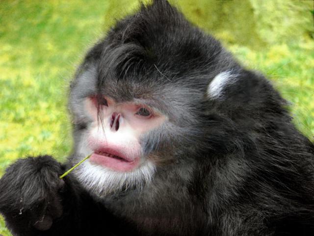 DISCOVERY OF 200 NEW SPECIES - LAW OF BIOGENERATION AND PROPAGATION. NEW MONKEY SPECIES. RHINOPITHECUS STRYKERI. SNEEZING MONKEY.