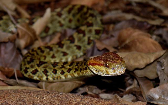 DISCOVERY OF 200 NEW SPECIES - LAW OF PROPAGATION AND BIOGENERATION. NEW SPECIES OF PIT VIPER. PROTOBOTHROPS HIMALAYANSUS.