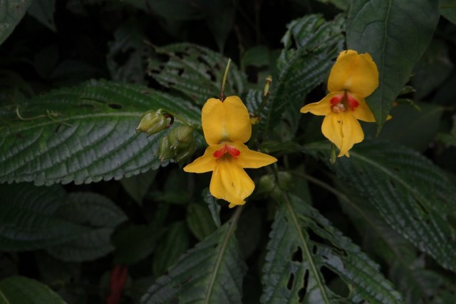 Discovery of 200 New Species - law of Biogeneration and propagation. New species Impatiens lohitensis.