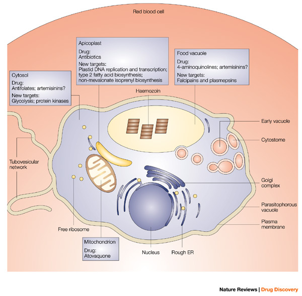 WHAT IS INTELLIGENCE? HUMAN Vs PARASITE. MAN CANNOT DECLARE VICTORY IN HIS WAR ON MALARIAL PARASITE. MAN IS INVESTIGATING SEVERAL NEW APPROACHES TO FIGHT THIS PARASITE.