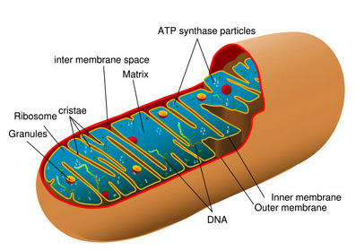 TAT ASMI PRABHU - FIFTH MAHAVAKYA - ANIMATE VS INANIMATE DUALISM. MITOCHONDRIA ARE INTRACELLULAR ORGANELLE INVOLVED IN PERFORMING OXIDATION-REDUCTION CHEMICAL REACTIONS TO OBTAIN ENERGY, AND TO GENERATE NEW FORMS OF CHEMICAL ENERGY TO PERFORM LIVING FUNCTIONS.
