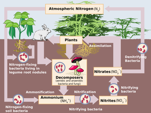 TAT ASMI PRABHU - FIFTH MAHAVAKYA - ANIMATE VS INANIMATE DUALISM. NITROGEN CYCLE INVOLVES CYCLICAL EXCHANGE OF MATTER BETWEEN INANIMATE AND ANIMATE.