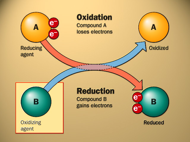 TAT ASMI PRABHU - FIFTH MAHAVAKYA - ANIMATE VS INANIMATE DUALISM. BOTH LIVING AND NONLIVING CAN PERFORM OXIDATION-REDUCTION CHEMICAL REACTIONS. THE LIVING USE THIS REACTION WITH PURPOSIVENESS.