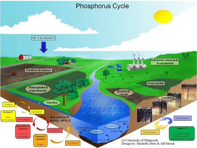 TAT ASMI PRABHU - FIFTH MAHAVAKYA - ANIMATE VS INANIMATE DUALISM. PHOSPHORUS CYCLE DESCRIBES CYCLICAL FLOW OF CHEMICAL MOLECULES FROM INANIMATE TO ANIMATE.