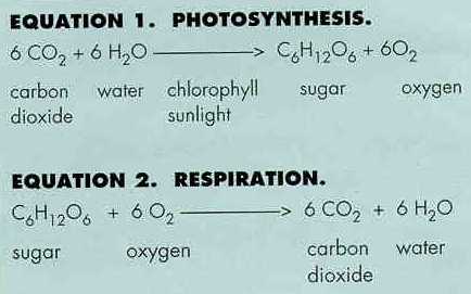 TAT ASMI PRABHU - FIFTH MAHAVAKYA - ANIMATE VS INANIMATE DUALISM. PHOTOSYNTHESIS, AND RESPIRATION HAVE TO BE UNDERSTOOD AS INTELLIGENT, VITAL OPERATIONS INVOLVING IMMANENT ACTIONS.
