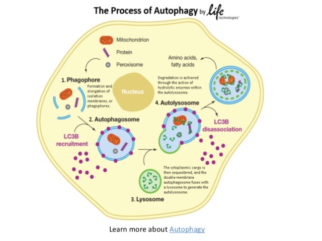 life and death knowledge in action autophagy